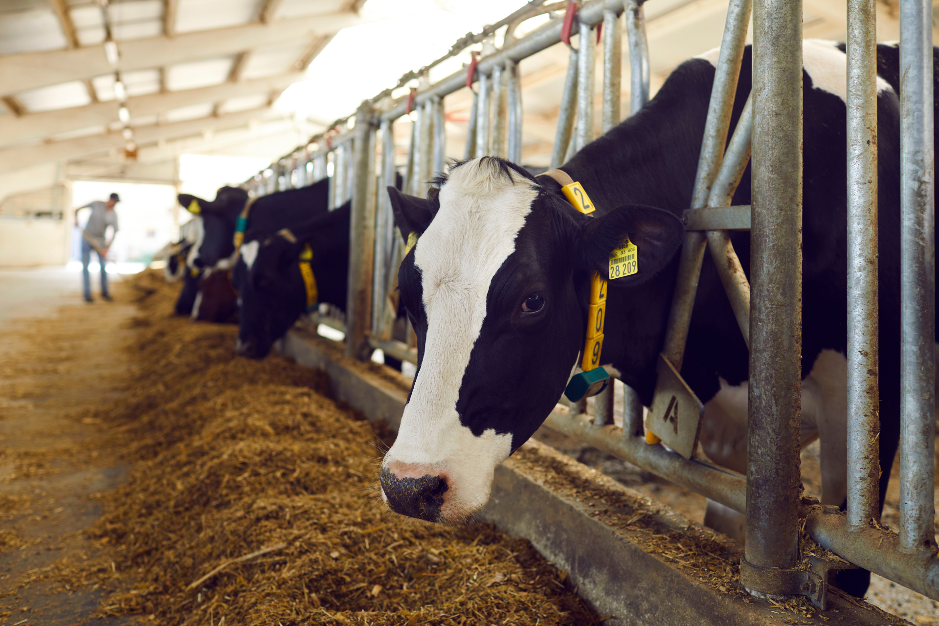 Videoüberwachung in der Landwirtschaft