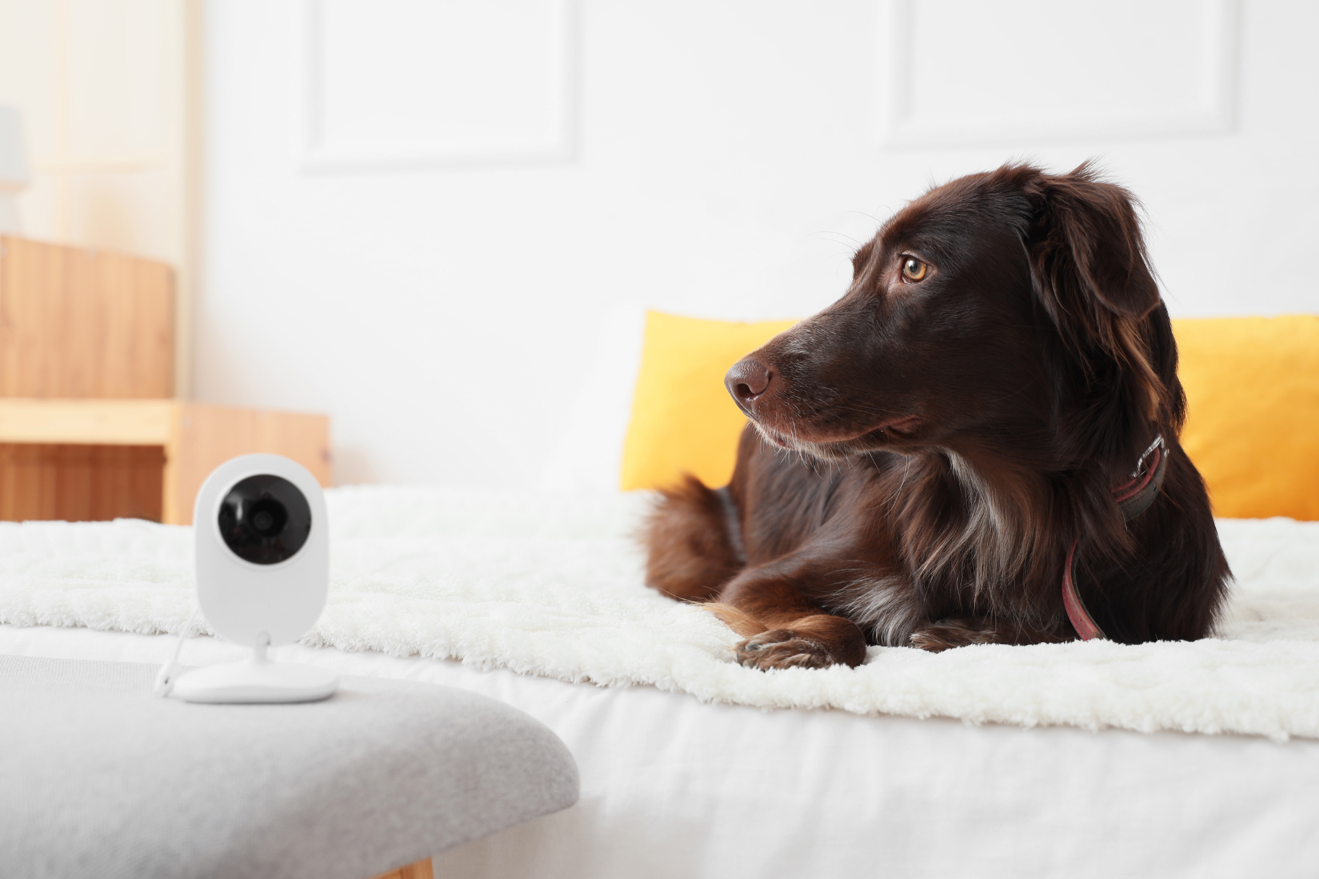 Videoüberwachung für Hunde